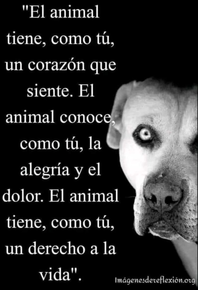 asopaticas's tweet photo. ¡Ojalá todos tuviéramos los sentimientos y lealtad de un perro! https://t.co/OqU9aBspQE
