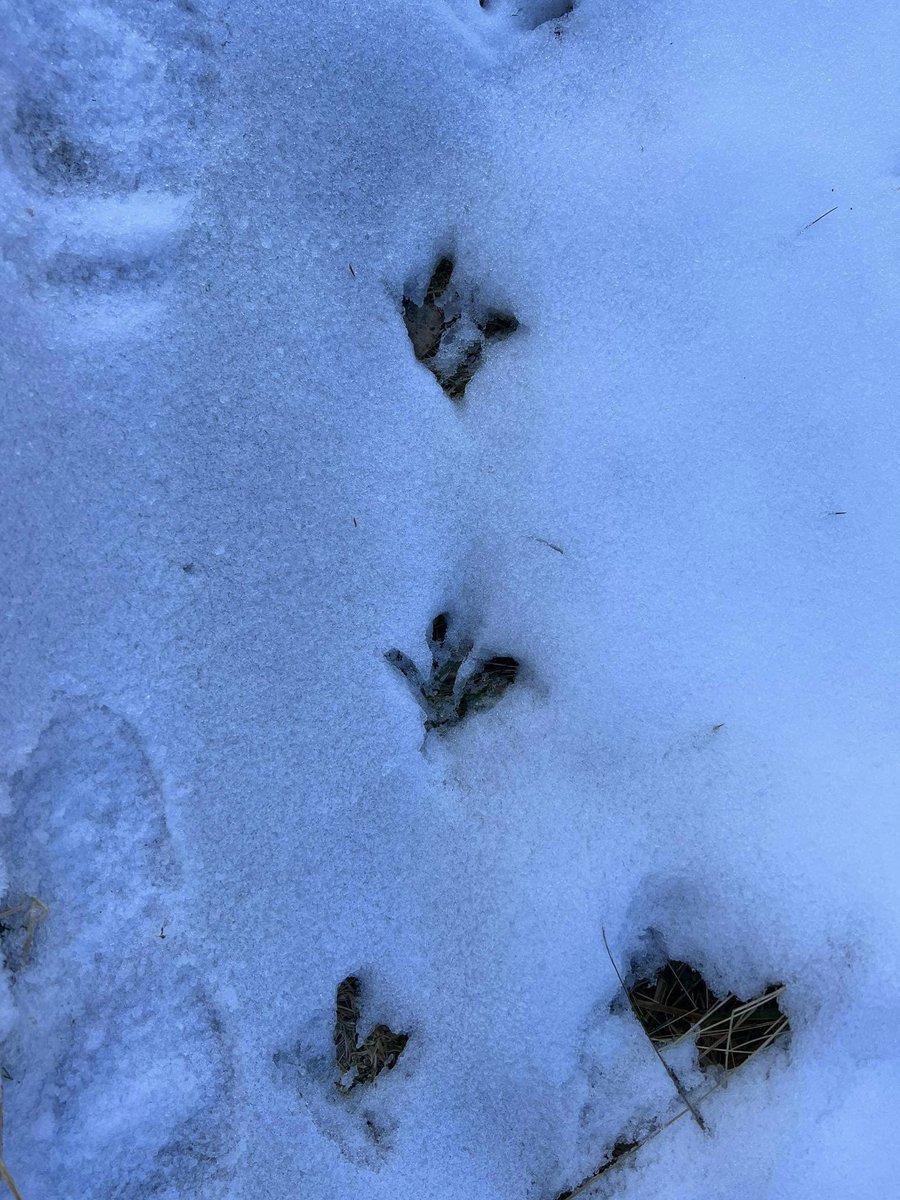📷 courtesy of my mum. Kiwi footprints in the snow at Harper Pass