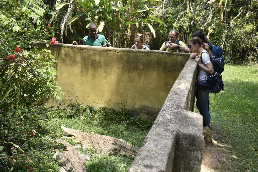 Looking for a place you can see #crocodiles in action🐊 no need to visit the lake. 
Come with us to the #Uganda Reptiles Village. 

📩 info@gazellesafaricompany.com
🌍 gazellesafarisafrica.com 

#conservation #exploreuganda #travelphotography #citytravel #travel #nature