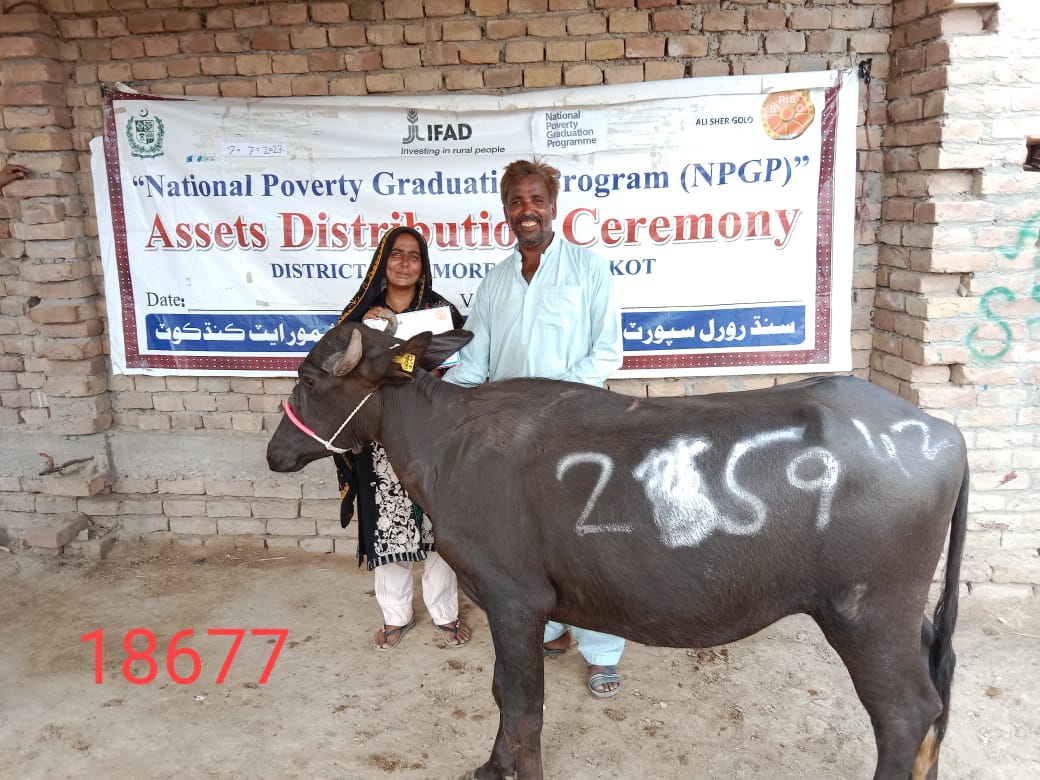 SRSO_Official's tweet photo. 42 productive assets (heifers) wr transferred to ultra-poor women in district #K@Kandhkot under @IFAD  funded #NPGP-a flagship program of #MOPASS implemented by #SRSO. It aimed to support poor and very poor households in #livelihoods to graduate from poverty on sustainable basis. https://t.co/CqE9P6Fmet