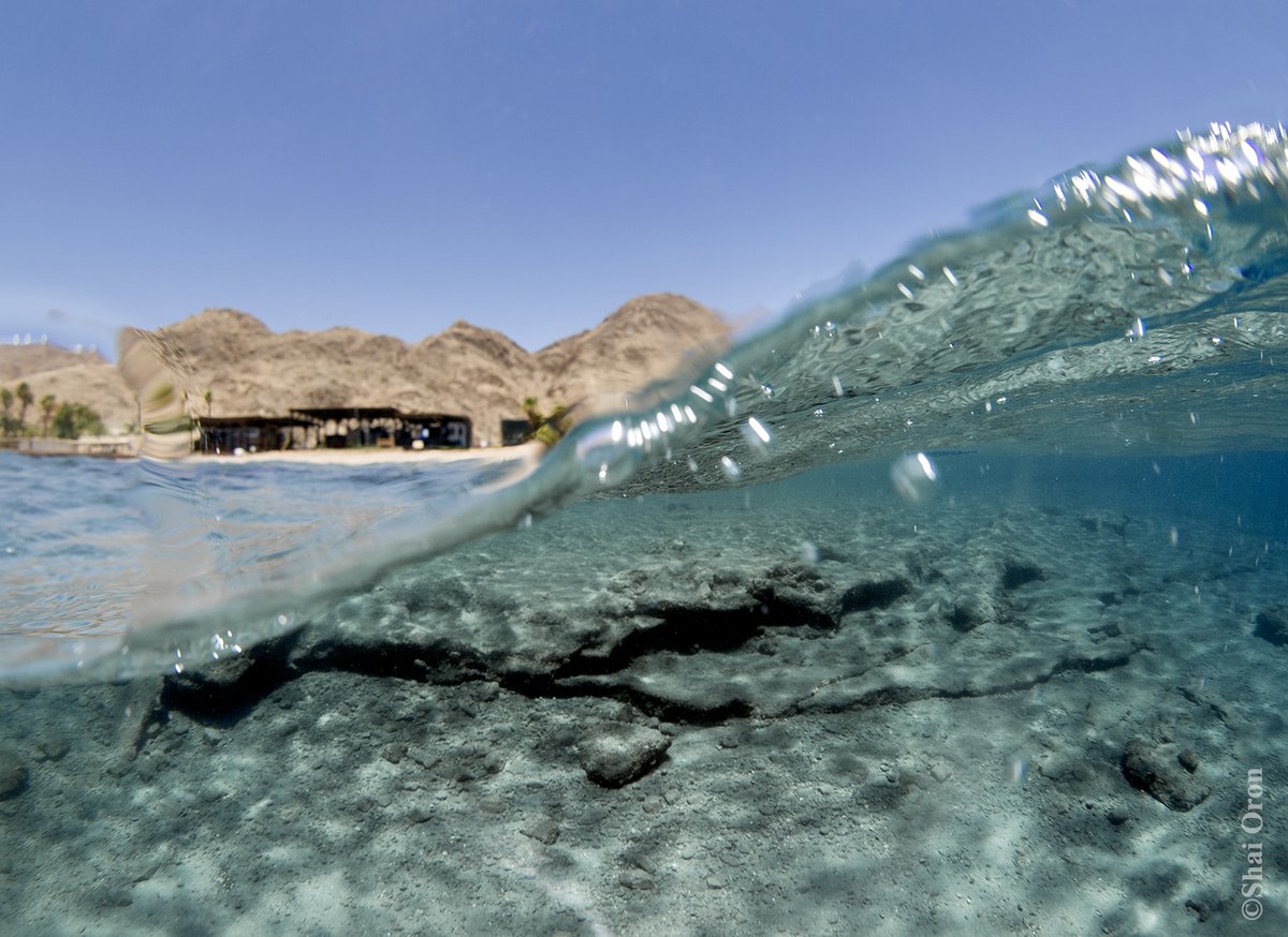 Shai Oron tweet media