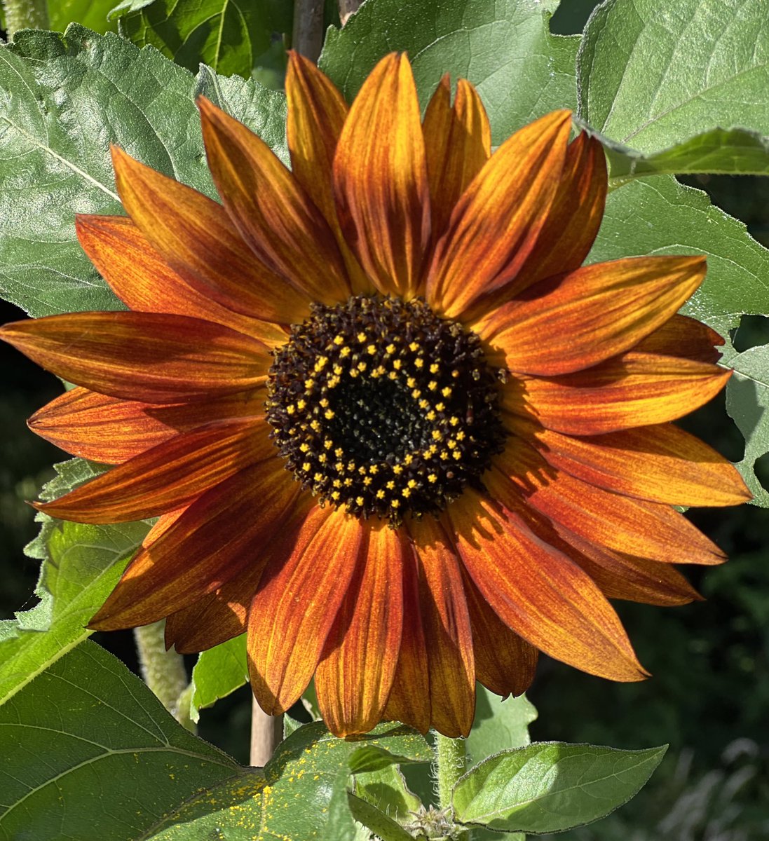 Urbanponds101 tweet media