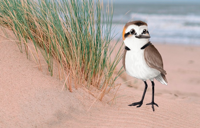 Les platges de la Badia de Pals són un espai amb molta vida. El corriol camanegre és un ocell  que hem de conèixer i ajudar que pugui viure en espais de platja i dunes.
El dijous 13 de juliol farem una activitat guiada.
gisfera.com/guiatgessalvat…
<a href="/pnmmbt/">Parc Natural Montgrí, Illes Medes i Baix Ter</a> 
<a href="/visitpals/">Visit Pals</a>