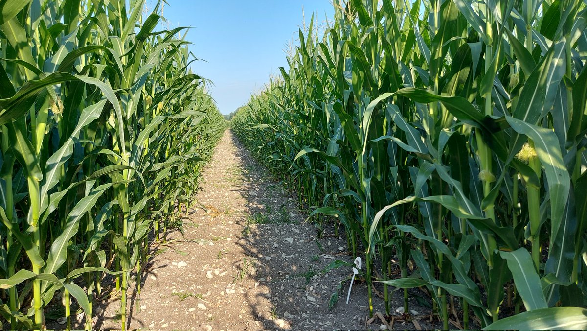 benoitpaysan's tweet image. En attendant que le blé perde de son humidité, visite matinale des essais réalisés avec @GroupeIsidore 
Un beau potentiel pour le moment. A voir ce que le temps et la pluviométrie fera par la suite
