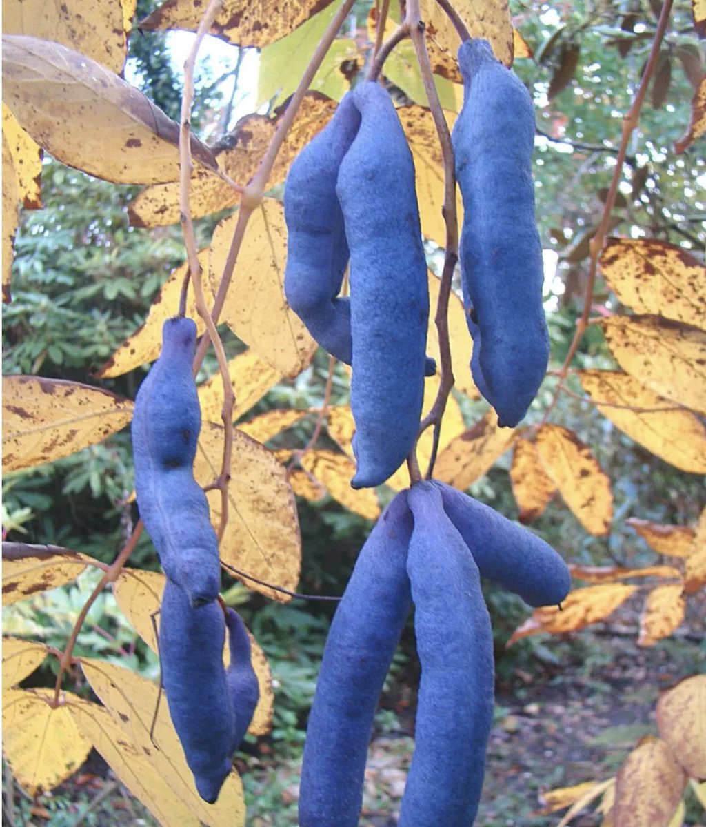I was today years old when I discovered there were sausage trees 🌳😱 #learnsomethingeveryday
