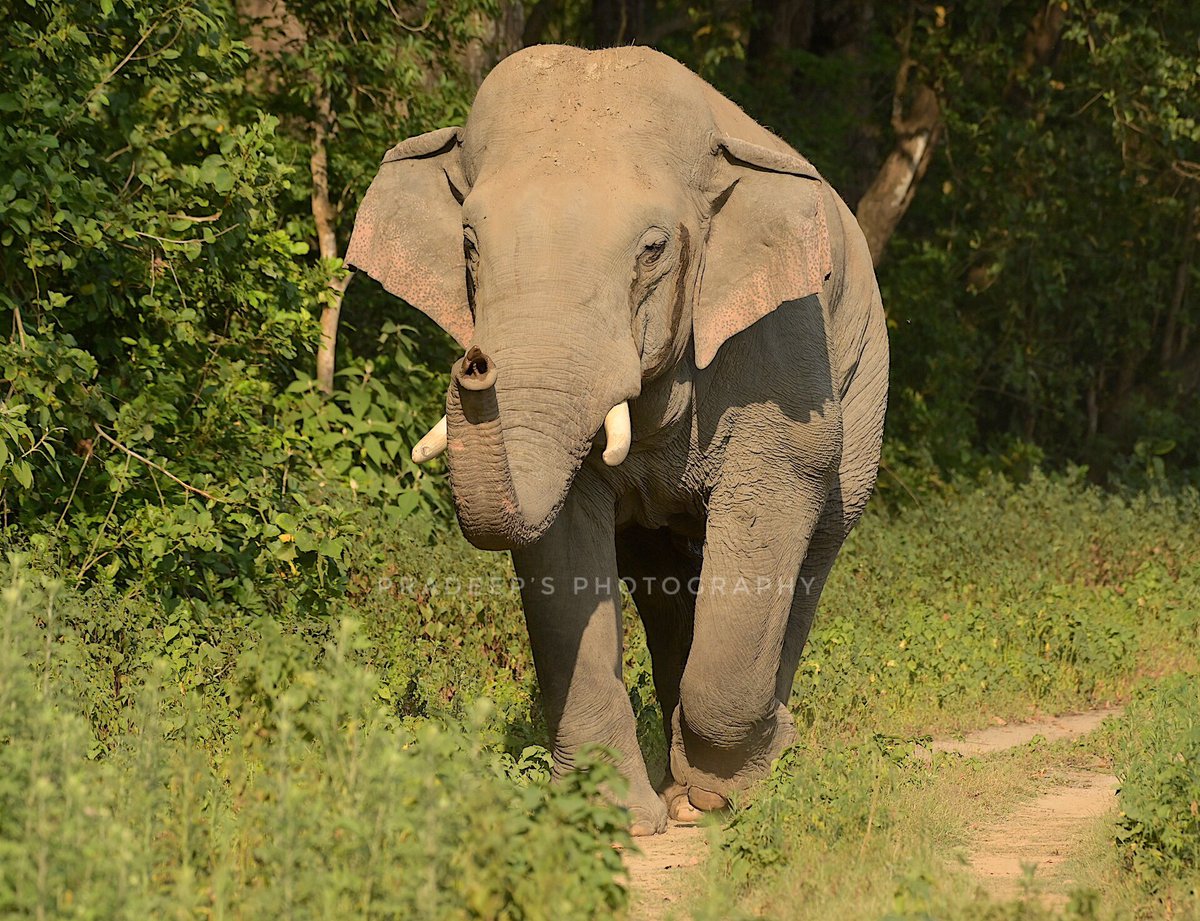 Wild Elephant 🐘. Lovely  welcome in Dhikala 😊
#tigerpradeepsingh 
#pradeepswildlifeexpeditions 
#tigerprasangsingh
#dhikalacorbett 
#netgeotravel #netgeowild #nationalgeographic #bbcearth #bbctravel #nikonz6iiphotography #animalplanet #animalphotography #wildlife #wildnature