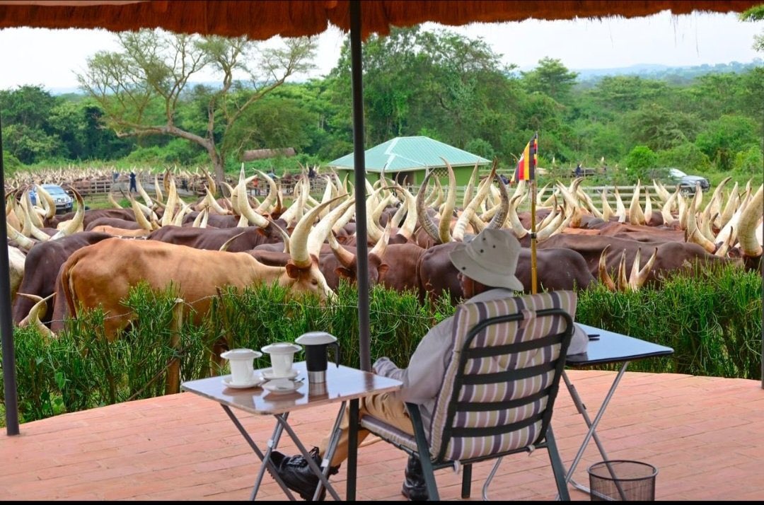 The president of Uganda @KagutaMuseveni enjoying his leisure time in his ankole cattle farm in Western part of the Country. @IYRP2026 @Pastoralist1 @PASTRES_erc