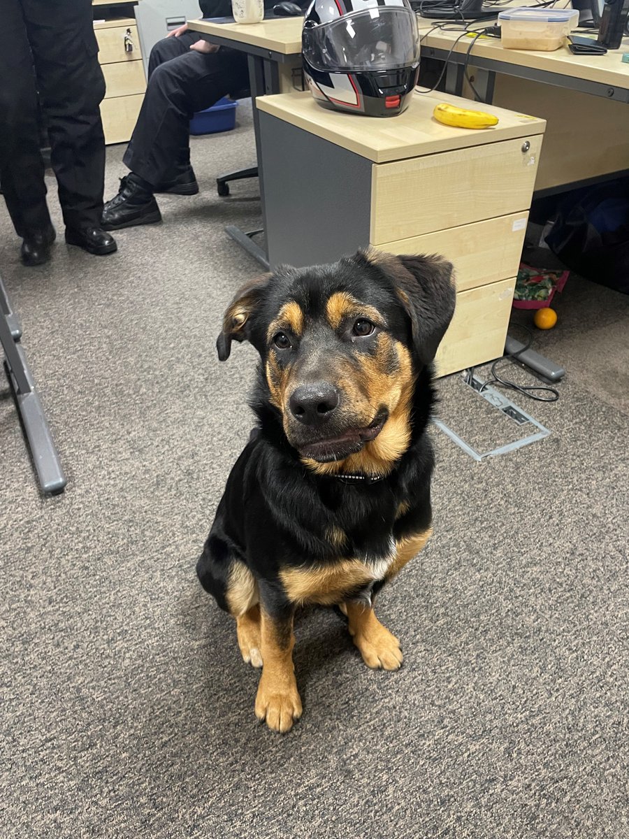 A dog has been handed to Sutton Police Station, found outside the BP, Cambridge Road. If anyone is missing a dog, please contact us or Sutton Police Station <a href="/MPSSutton/">South Area - Sutton MPS</a> <a href="/MPSCroydon/">South Area - Croydon MPS</a> <a href="/metpoliceuk/">Metropolitan Police</a>