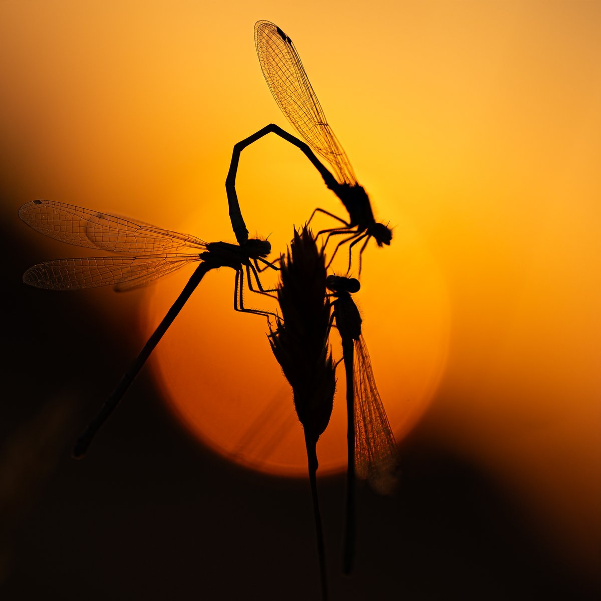 TimothyJonas's tweet photo. Different ways to shoot a Common Blue damselfly. https://t.co/aMFxgdXJI4