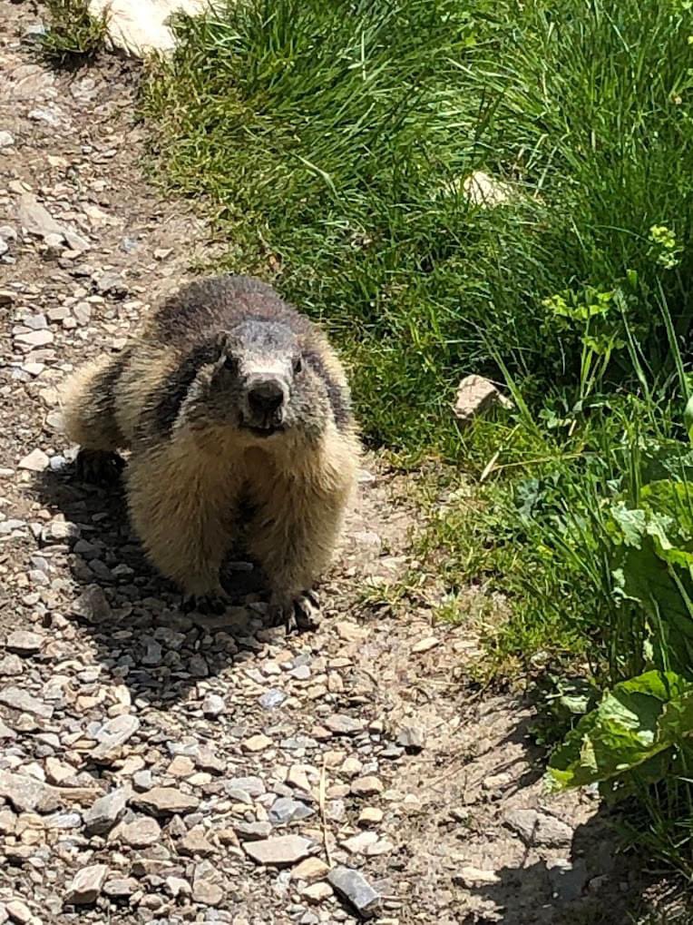 Simply Val d'Isere tweet media