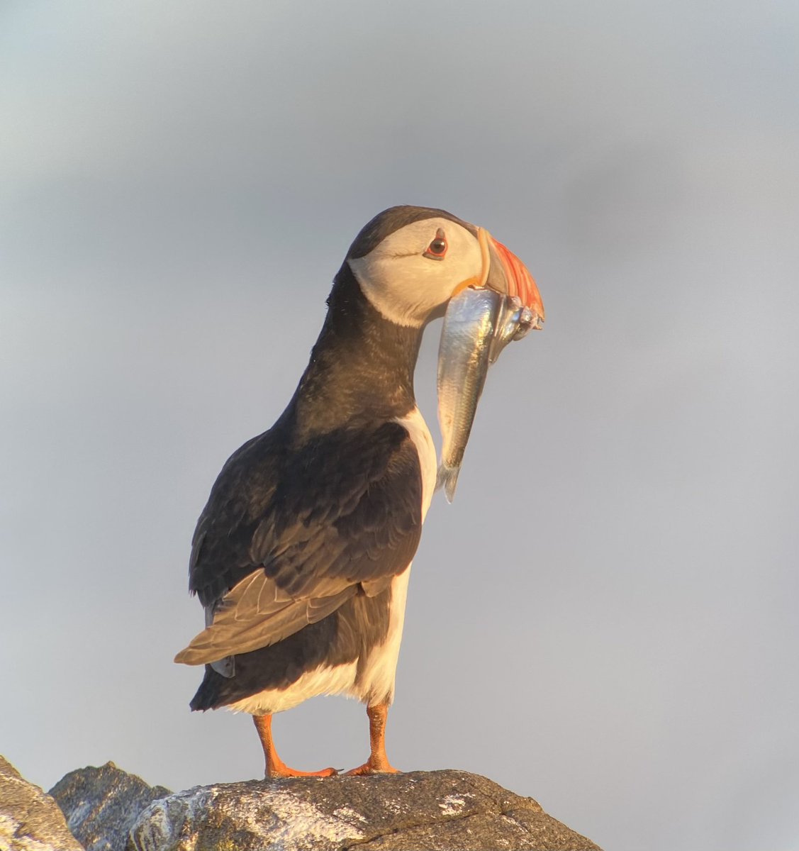 Monday morning positive news story… - Treshnish Isles given protection of National Trust for Scotland bbc.co.uk/news/uk-scotla…