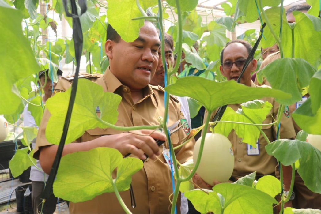 AriefRohman_838's tweet photo. Hari ini mendampingi teman teman petani Desa Gadu, Kecamatan Sambong, belajar menanam dan memanen melon premium di ASHA Farm arah Dukuh Sawur Sambongrejo. Pertanian buah modern, kualitas premium dengan pupuk organik. Setahun bisa panen 4 kali. https://t.co/YyjOcrvxKb