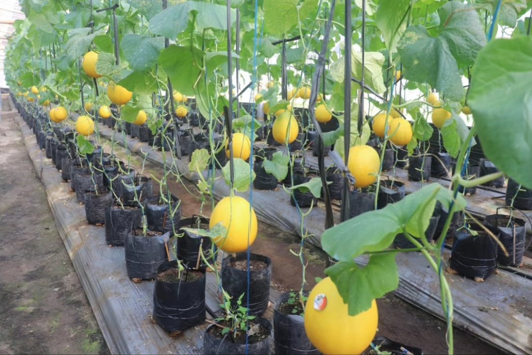 AriefRohman_838's tweet photo. Hari ini mendampingi teman teman petani Desa Gadu, Kecamatan Sambong, belajar menanam dan memanen melon premium di ASHA Farm arah Dukuh Sawur Sambongrejo. Pertanian buah modern, kualitas premium dengan pupuk organik. Setahun bisa panen 4 kali. https://t.co/YyjOcrvxKb