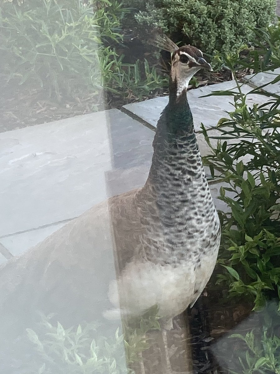 Lowri Chant tweet media