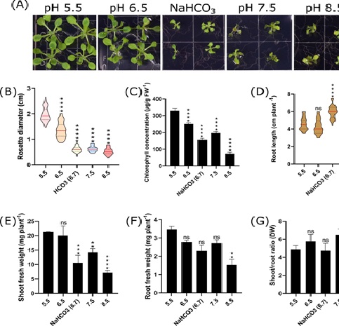 IPMBSinica's tweet photo. [Wolfgang Schmidt @WoshSchmidt]
Alkalinity modulates a unique suite of genes to recalibrate growth and pH homeostasis

Frontiers in Plant Science @FrontPlantSci

https://t.co/HWzfIjOTeo https://t.co/6f9sgk7Uzm