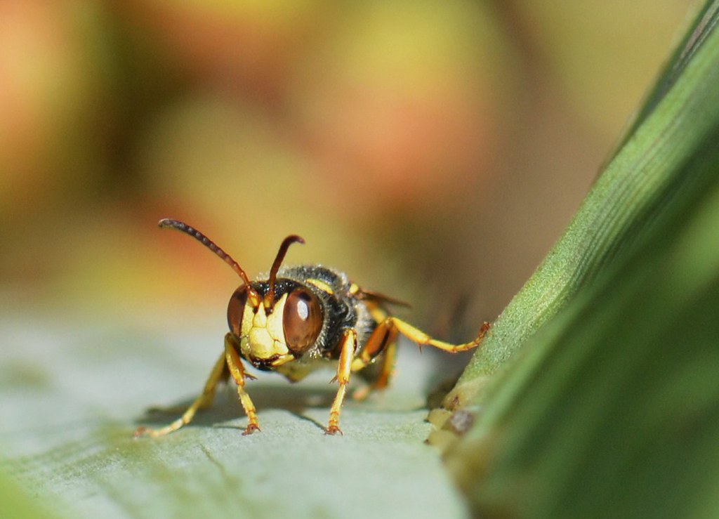 RetroMagnetar's tweet image. Wasp appreciation post