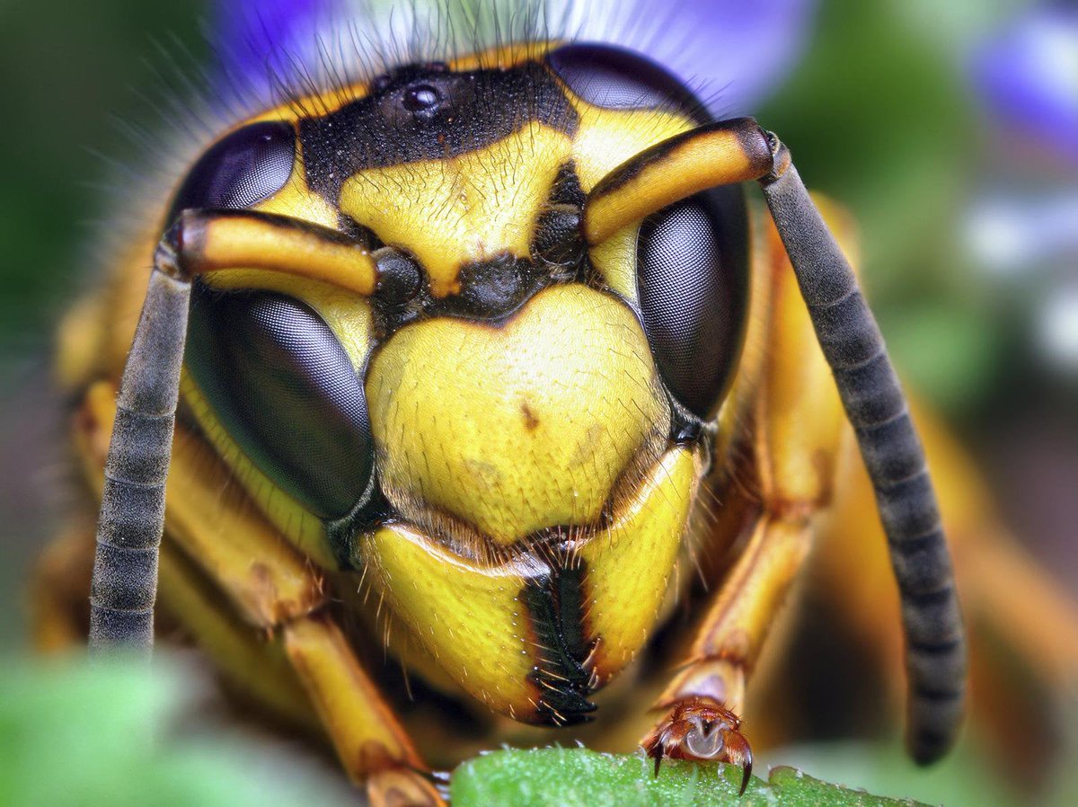 RetroMagnetar's tweet image. Wasp appreciation post