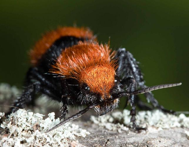 RetroMagnetar's tweet image. Wasp appreciation post