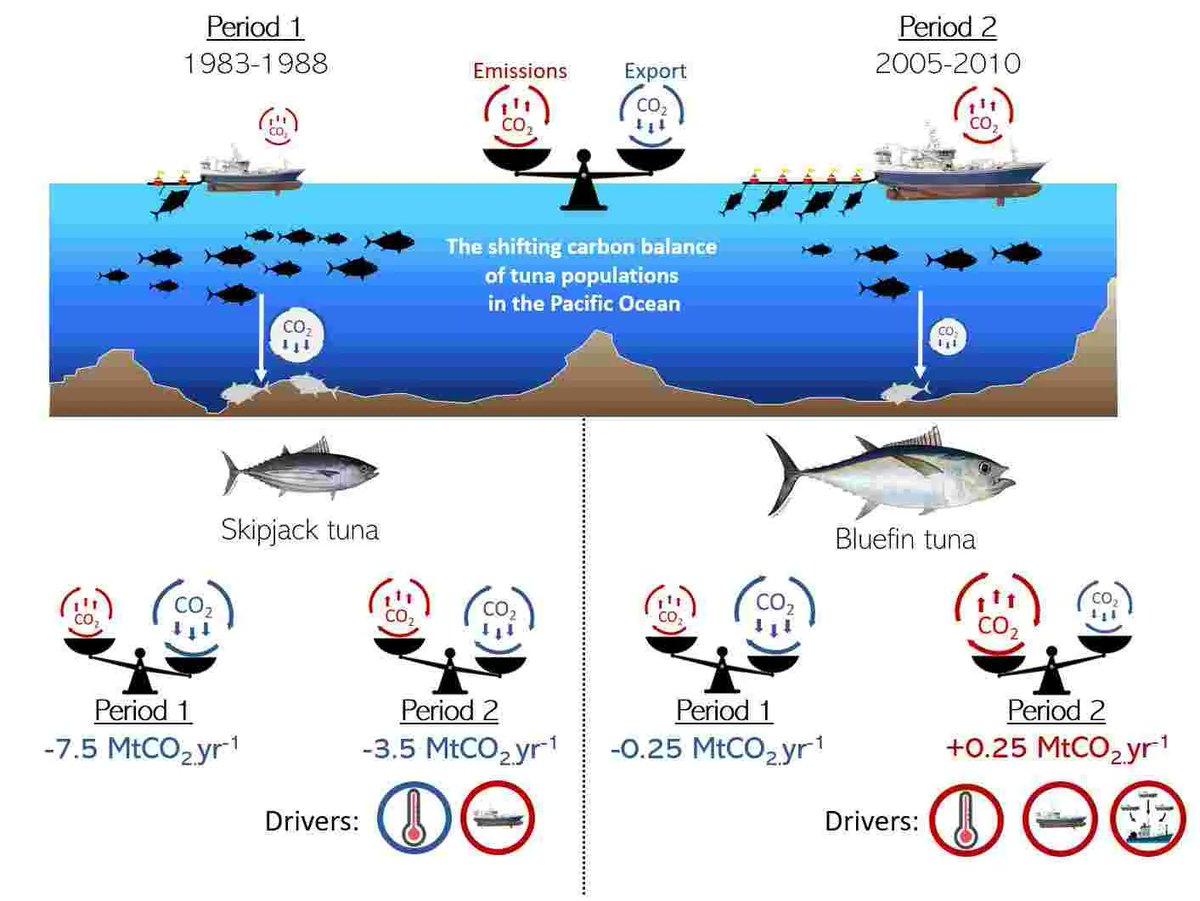 || NEW RESEARCH ||
Industrial fisheries have reversed the carbon sequestration by tuna carcasses into emissions 

📃 buff.ly/44wD0gP