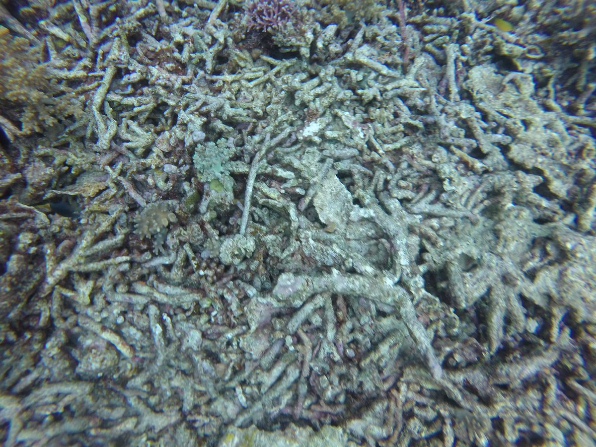 Have you stabilised rubble?
We need you!
(Seeking out practitioners who’ve employed #rubble #stabilisation on damaged #coralreefs with success OR failure) 
Would love to hear from you, pretty plz comment below or DM, or share 🙏 #reefrestoration #coralrubble