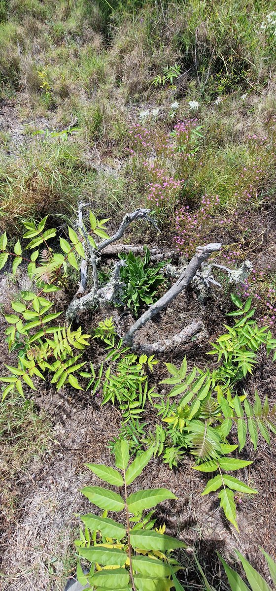 LIFE SEEDFORCE tweet media