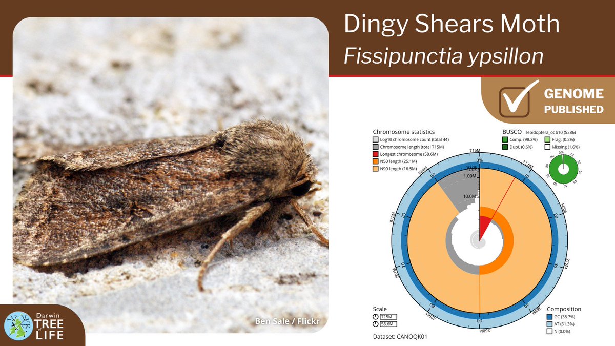 darwintreelife's tweet image. Our latest #DarwinTreeOfLife #GenomeNote: the Dingy Shears 🦋 (Fissipunctia ypsillon)

Thanks to @diarsia @GenomeWytham @OxfordBiology @NHM_Science @SangerToL and all who helped generate this #genome🧬  

📑Read more @WellcomeOpenRes:
wellcomeopenresearch.org/articles/8-253