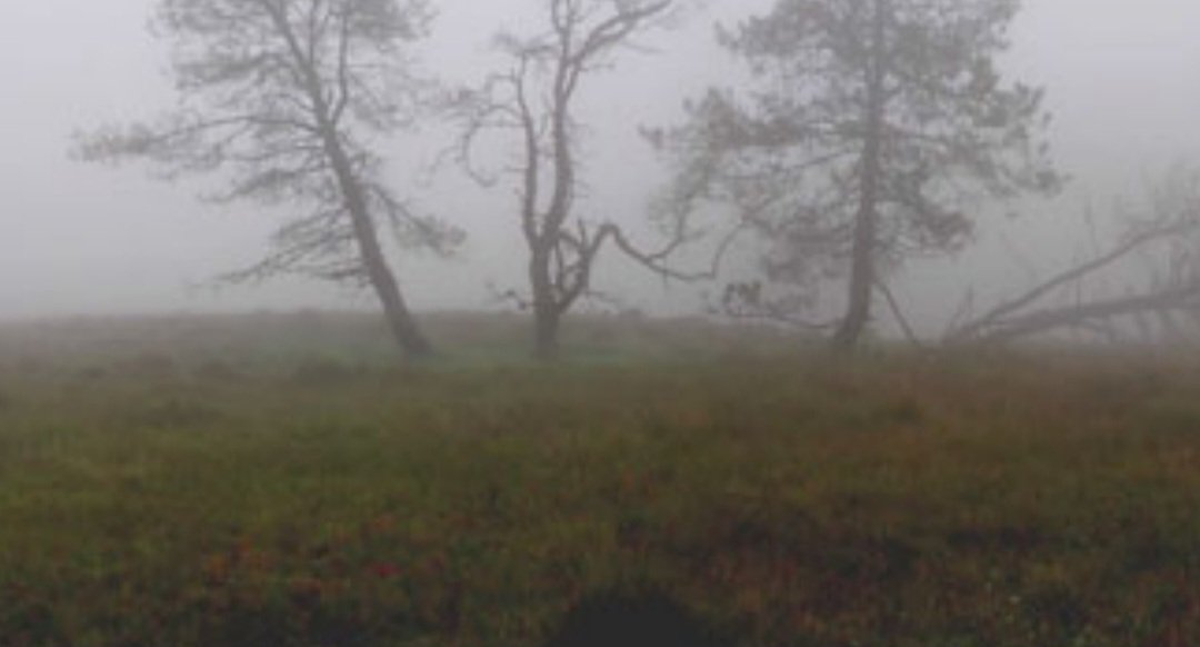 Our new book chapter about Galician peatlands and their historical and natural heritage is now available. 
So many pictures that i love are here !!