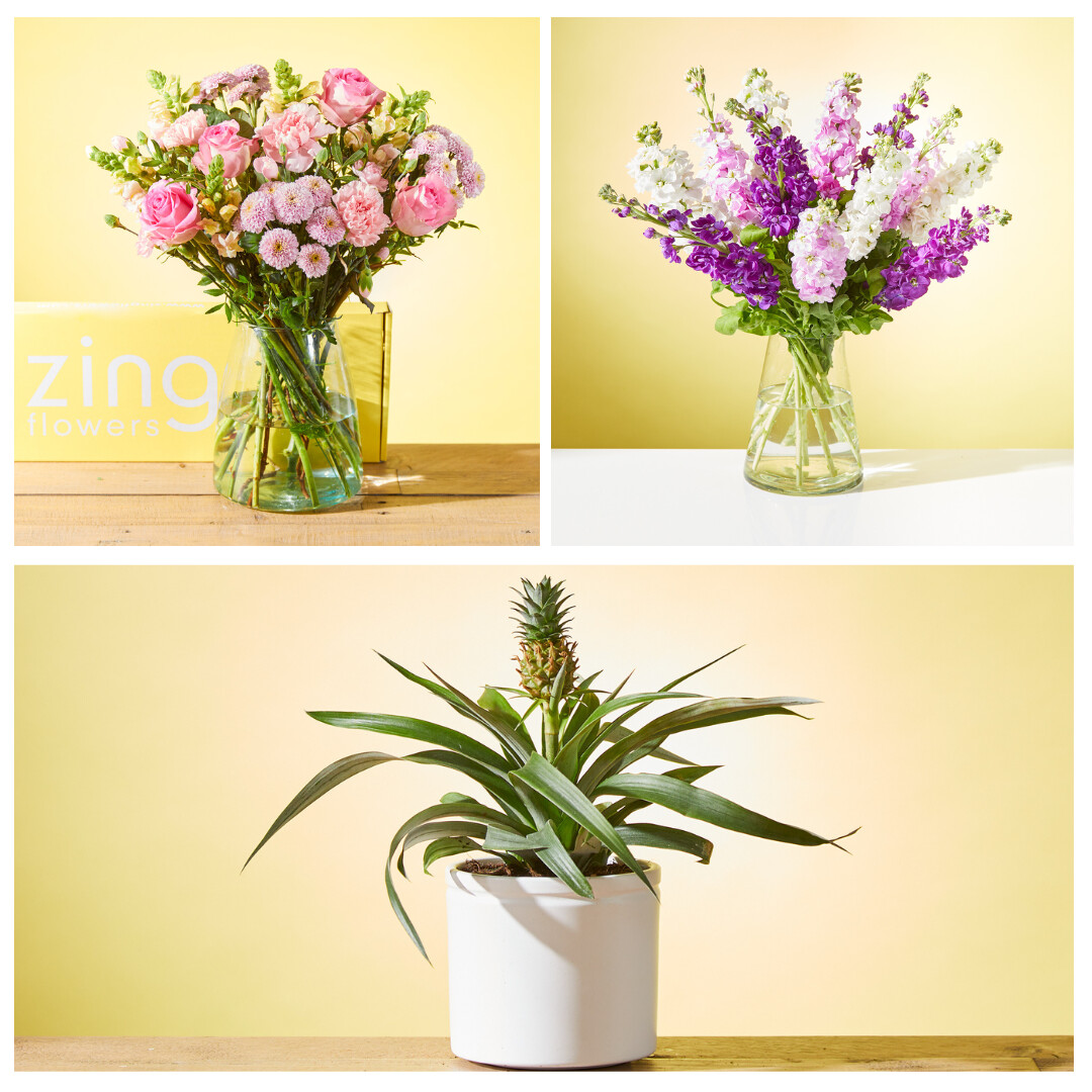 ZingFlowers's tweet photo. This week's 'Zing-ers' which all come with a free bar of chocolate when you order!

The gorgeous little Pineapple plant,  our letterbox Petal Blush and the 'Blissful' arrangement of mixed scented stocks!

Order before 9pm for next day delivery.

#zing #zingflowers #letterboxflowe https://t.co/D9CejrBowI