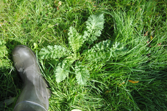 NufarmUK's tweet photo. Technical Update: Difficult Grassland Summer Weeds - https://t.co/vecfGqWTkQ https://t.co/Rig6FoRuOt