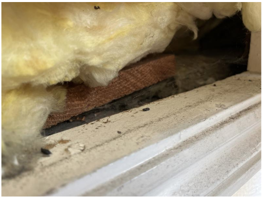 Expired fire safety equipment, exposed wires, risks of falls from height, mouse infestation... and much more! When we #survey your #property, we think of the potential risks to your health and safety as well.