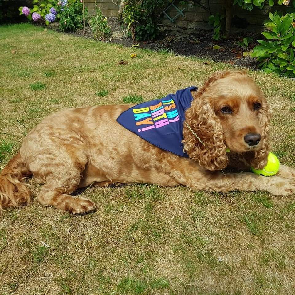 Milly - Golden Bloom Gal tweet media