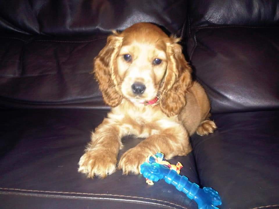 Milly - Golden Bloom Gal tweet media