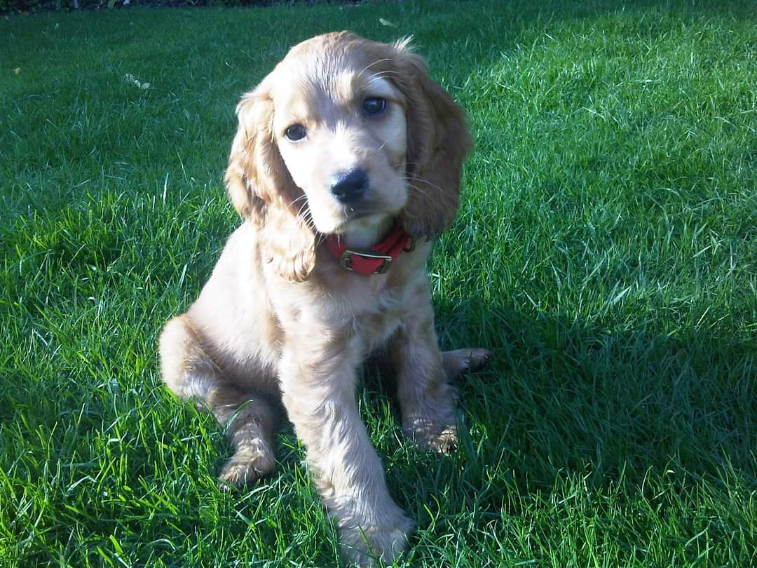 Milly - Golden Bloom Gal tweet media