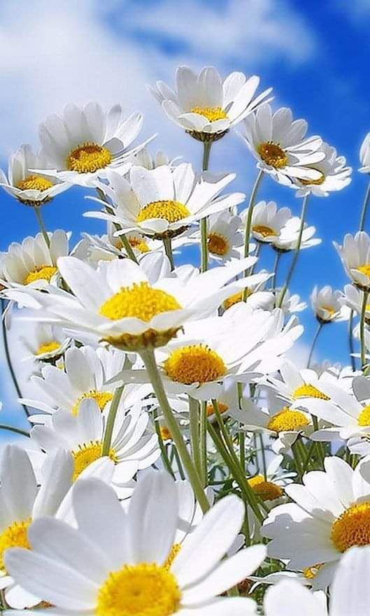 VieNatureSavoir's tweet photo. Happy monday and great new week
💙🌻💙 https://t.co/Dtro09gfRc