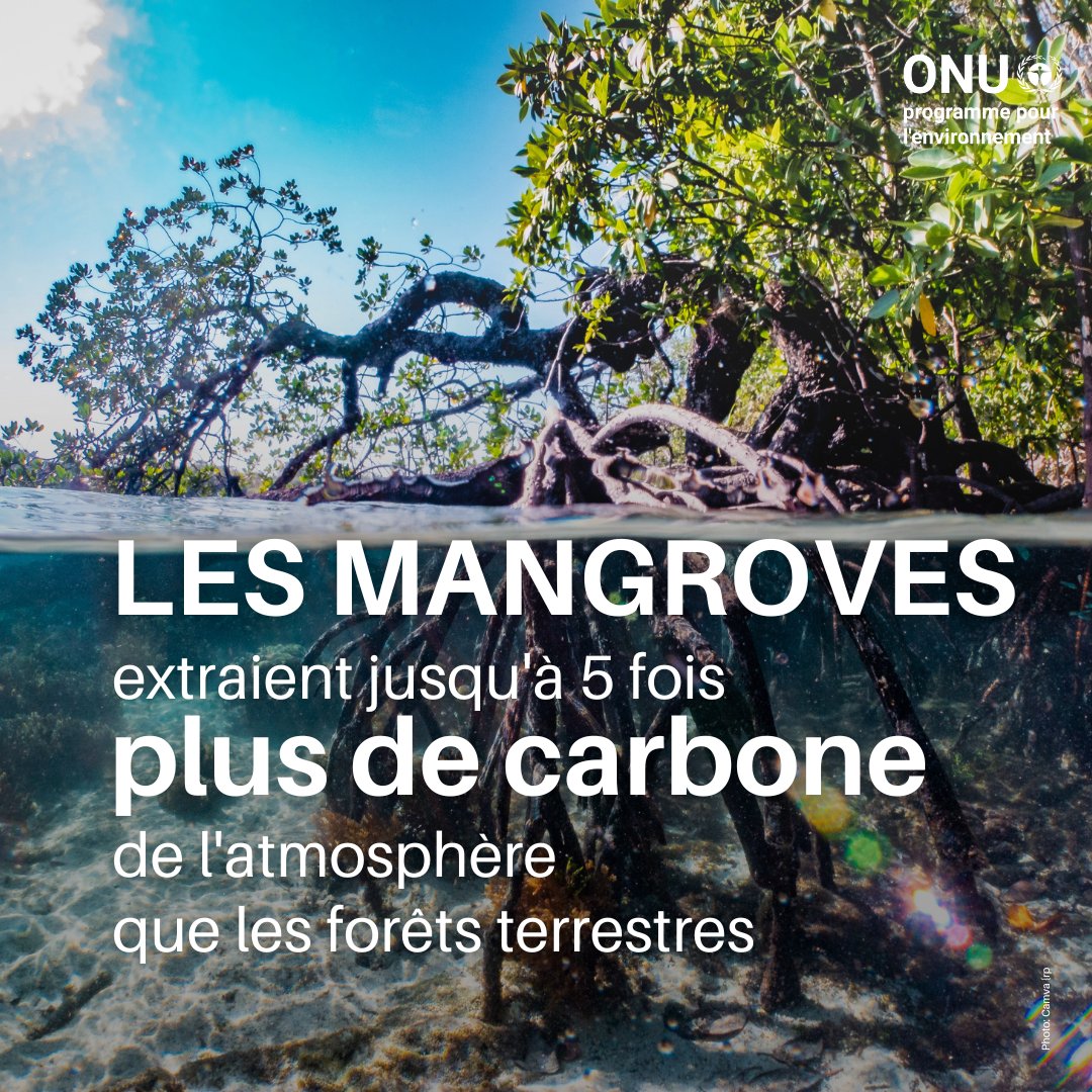 Les mangroves sont une des solutions naturelles essentielles à la #CriseClimatique.
Leur système racinaire nous défend contre les phénomènes météorologiques extrêmes.

En sauvegardant les mangroves, nous nous protégeons nous-mêmes.

#PourlaNature #GénérationRestauration