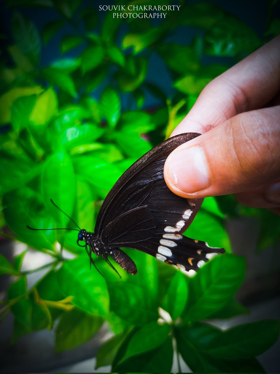 ImUrSouvik's tweet photo. 𝘐𝘯𝘴𝘦𝘤𝘵 𝘗𝘩𝘰𝘵𝘰𝘨𝘳𝘢𝘱𝘩𝘺 🦋📸♥️
•
#Insect #Butterfly #Photography #Nature https://t.co/6WG1nxJGEu