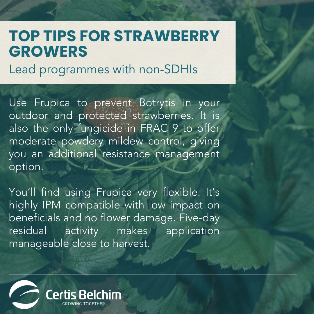 As we all tuck into strawberries while watching #Wimbledon, now seems like the perfect time to support our #StrawberryGrowers with our top tips. 

Our technical experts are available to answer any of your questions; please call - 0845 373 0305 📞

#FarmingUK #Farmer #Strawberries