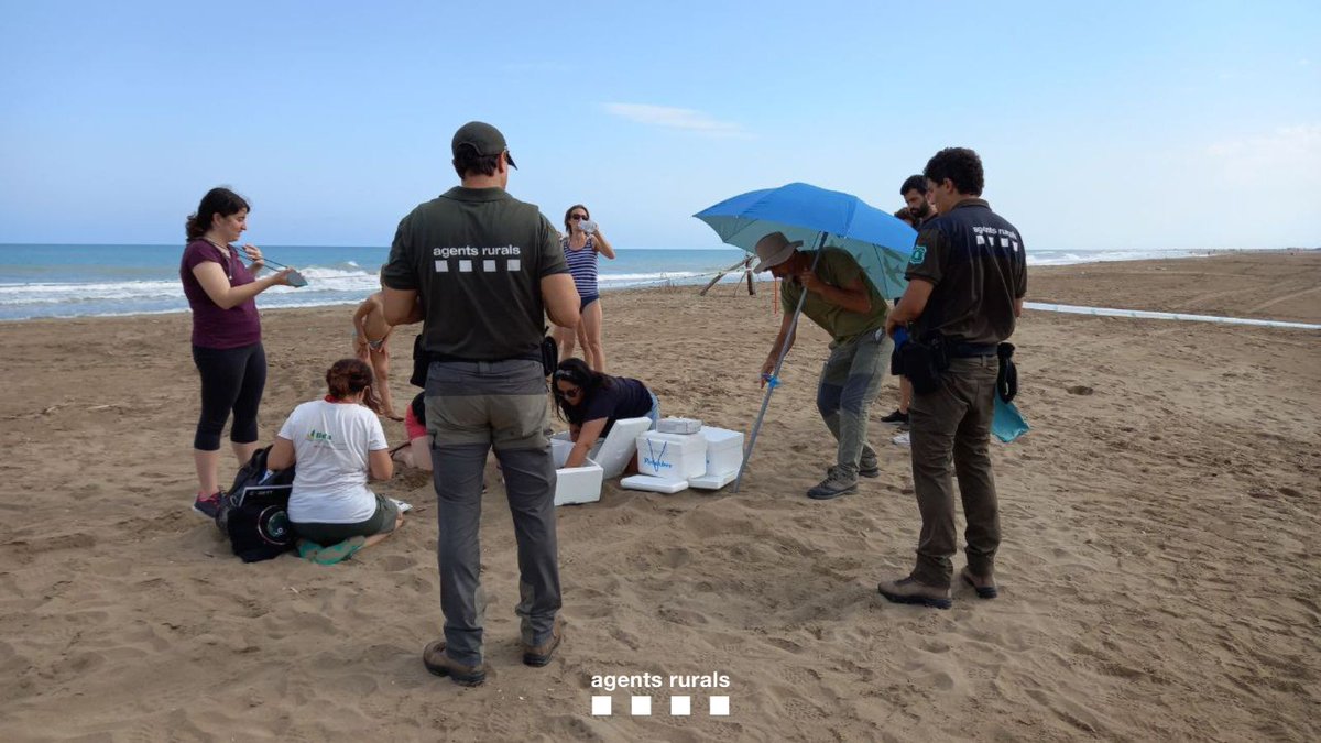 agentsruralscat's tweet image. 🐢Es troba el 3è niu de tortuga careta (caretta caretta) al #DeltadelEbre i el 6è de la temporada!

📈És la xifra més alta de postes que hi ha hagut a la costa catalana des de que es tenen registres.
