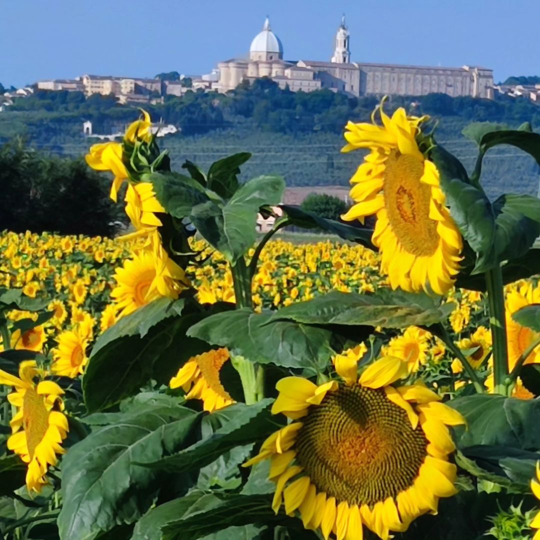 Surrounded by #Sunflowers ... 🌻⛪️
#ShrineofLoreto #Italy #art #faith #history #OurLadyofLoreto #girasoli #SantuarioDiLoreto #arte #MadonnadiLoreto #ViaLauretana #Loretoturismo #destinazioneMarche  📸 Walter Busiello