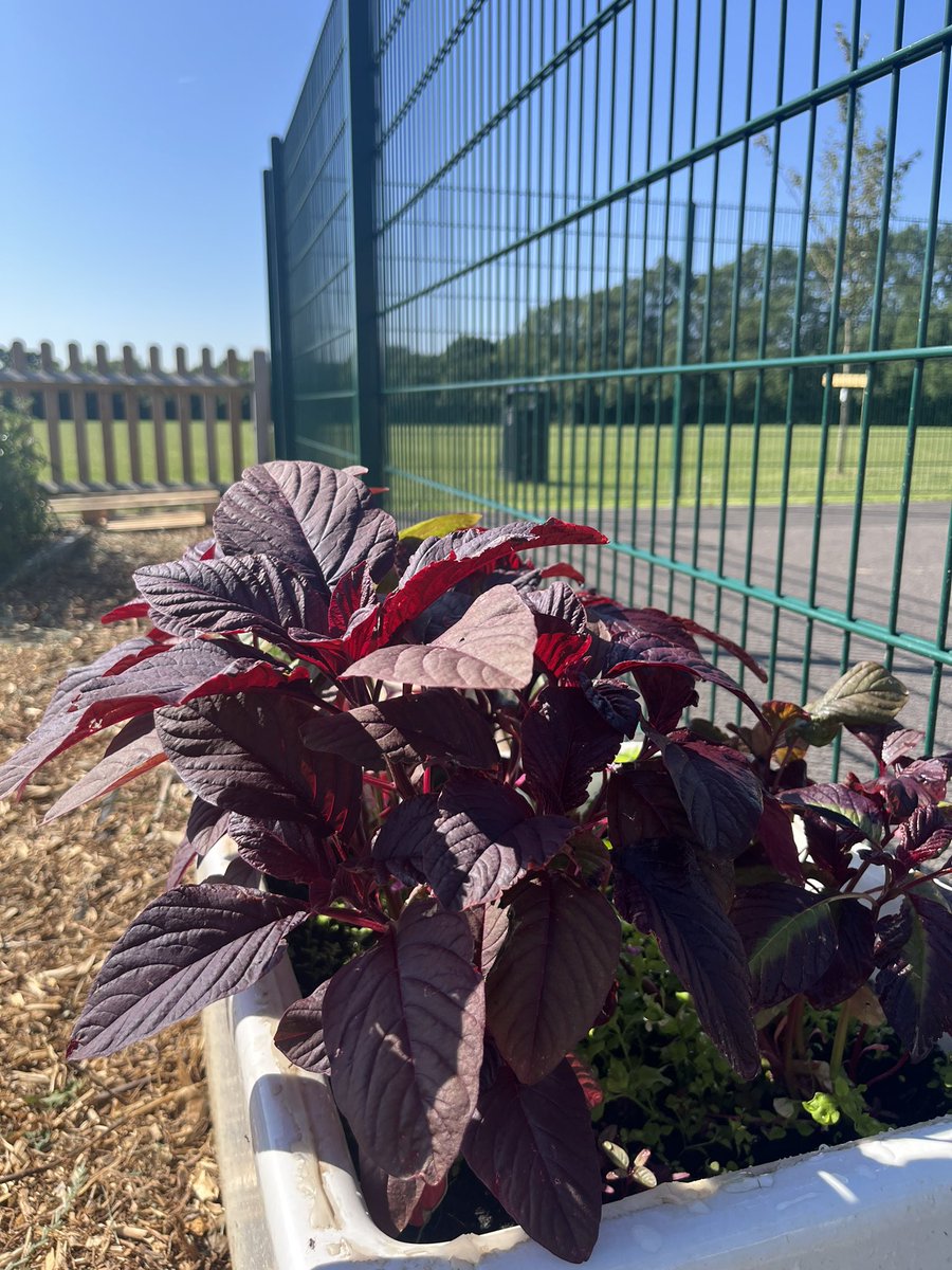 Growing update: everything is looking good in the eco garden, we’re busily planning using @RHSSchools beautiful planting book for next year #Sustainability #schoolgarden #growing #gardening