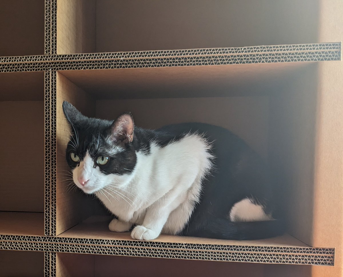 ブックマンションならぬキャットマンションにゃん。