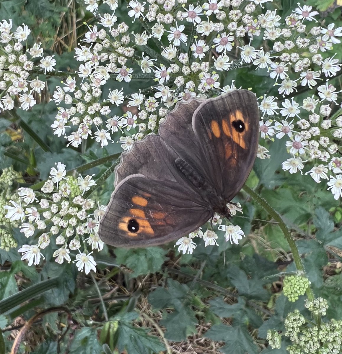 Ruth Newby (@ruth_newby) on Twitter photo You don’t often see a Meadow Brown keep its wings open long enough for a photo. At 8.30 am, this female must have been warming herself up. <a href="/savebutterflies/">Butterfly Conservation 🦋</a> <a href="/BCWarwickshire/">BC Warwickshire</a> <a href="/BC_WestMids/">West Midlands Butterfly Conservation</a> You don’t often see a Meadow Brown keep its wings open long enough for a photo. At 8.30 am, this female must have been warming herself up. <a href="/savebutterflies/">Butterfly Conservation 🦋</a> <a href="/BCWarwickshire/">BC Warwickshire</a> <a href="/BC_WestMids/">West Midlands Butterfly Conservation</a>