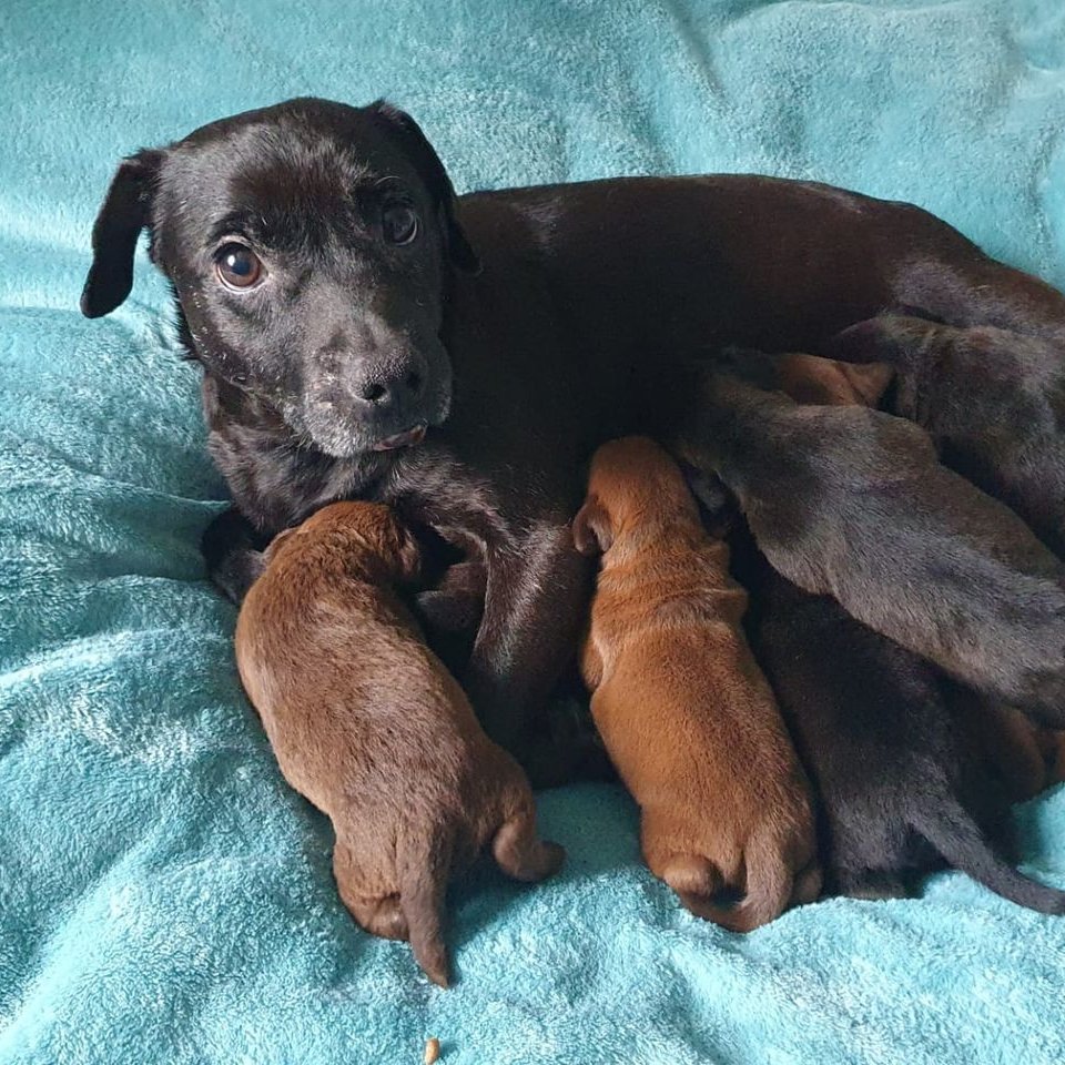 Animal Adoptions UK 🐕🦺🐈🐎❤️ tweet media