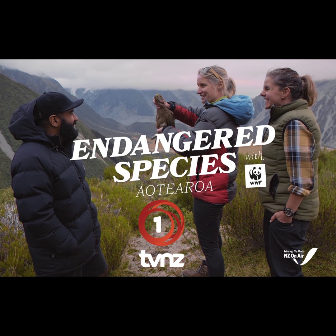 📺ON NOW! "Endangered Species Aotearoa With WWF" is streaming on TVNZ 1! Immerse yourself in Aotearoa's wildlife and join the mission to protect endangered species. Don't miss out! Tune in now to witness inspiring stories of incredible creatures.
🔗 ow.ly/X8hK50P2Z9S