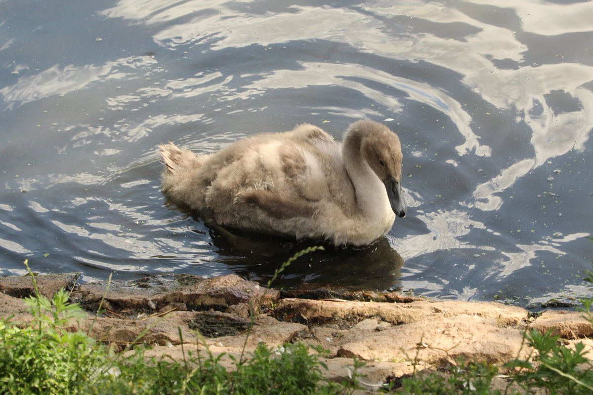 Mute Swan cygnet yesterday at Swithland Reservoir South side #Leicestershire #BirdsOfTwitter #birds #birdwatching #birdphotography #BirdsSeenIn2023