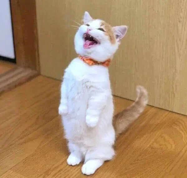 二本足で立ってゴハンの催促をする子猫 催促するような猫の行動の心理を獣医師に聞いた|ねこのきもちWEB MAGAZINE  