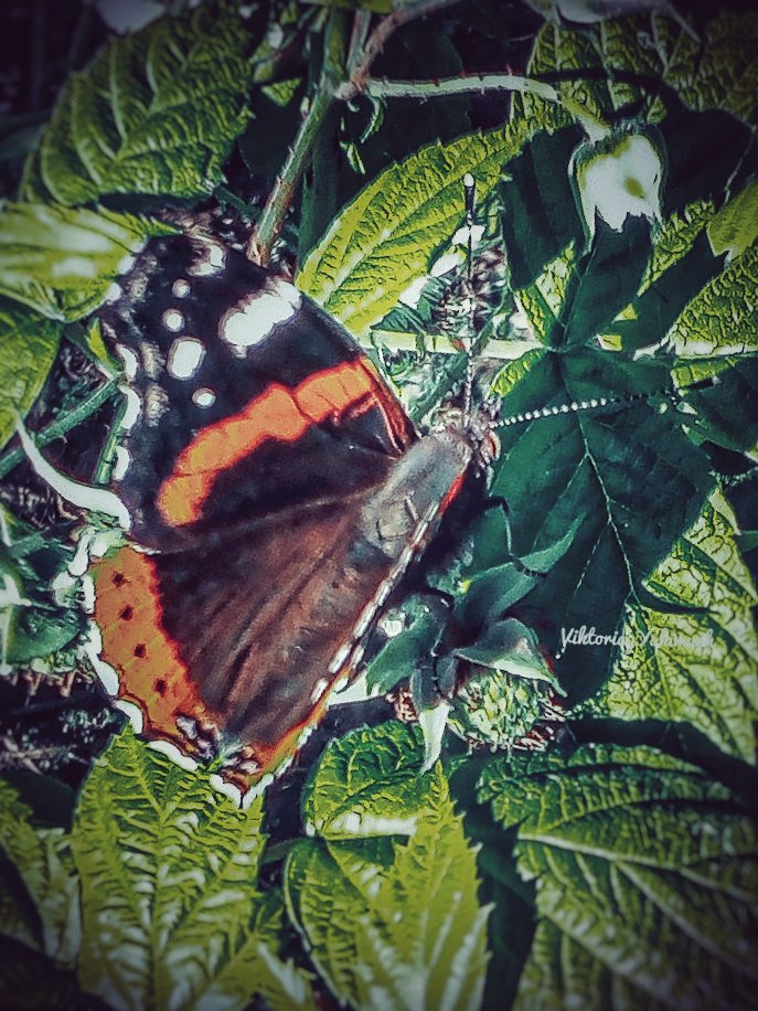 Viktoryia on Twitter "Have a Great Monday to everyone! 😊 I would like