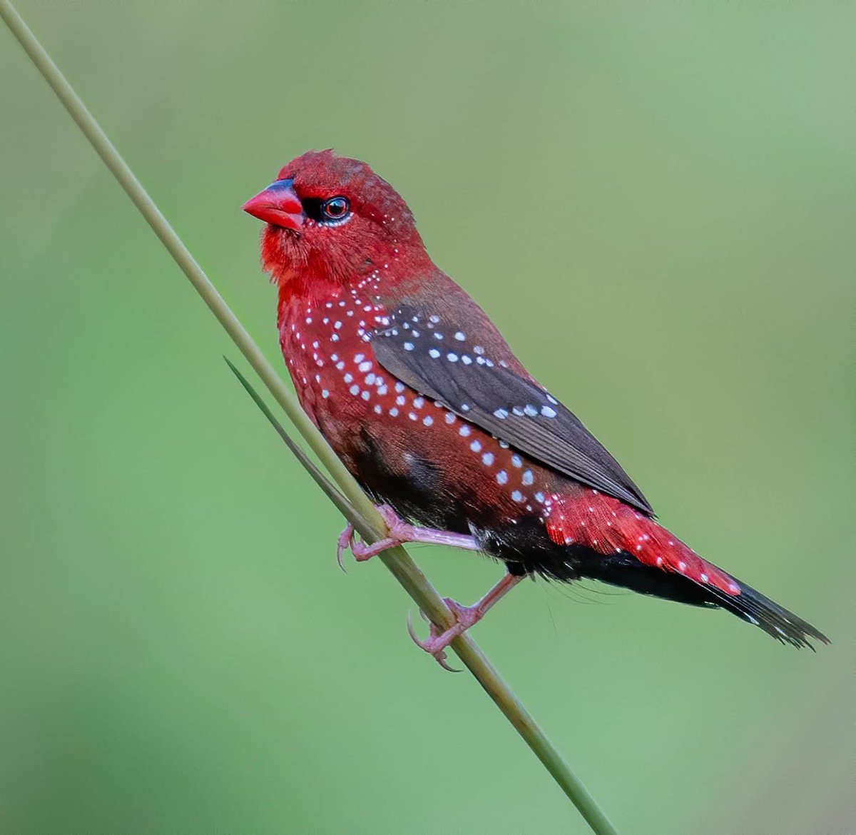 Red Beauty…
Bird ID: Red Munia. 
Camera: Nikon Z9, 500pf
Location: Rajarhat, India.
#indiaves #bbewildlifepotd #natgeoindia
#NatGeo #redbird #BirdsSeenin2023 #birds #bbceart #amazingnature