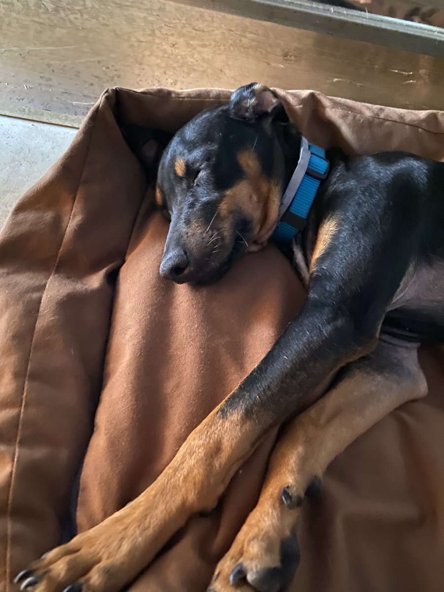 elbosque_org's tweet photo. Me llamo Will, tengo 5 meses, peso 5kg, soy el último de los hermanos mix de pincher en adoptar todos se echan atrás porque me faltan algunas uñas de las patitas traseras, pero hago vida normal, sociable y cariñoso y necesito un hogar, me gustaría estar en un hogar tf 669066967 https://t.co/5xfDwTabEw