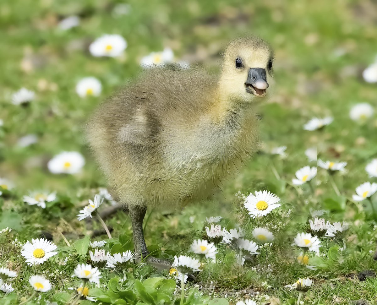 Happy as a daisy #blackheath #ShareMondays2023 #fsprintmonday #WexMondays <a href="/sheclicksnet/">SheClicks</a> #appicoftheweek